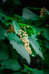 yellow flowers on branch