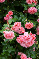 Beautiful pink rose flowers blooming in a garden in Nagano.