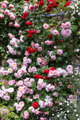 Beautiful pink rose flowers blooming in a garden in Nagano.