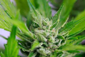 Marihuana Cannabis Blüte Makro Reif
