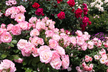 Beautiful pink-edged rose flowers blooming in a garden in Nagano.