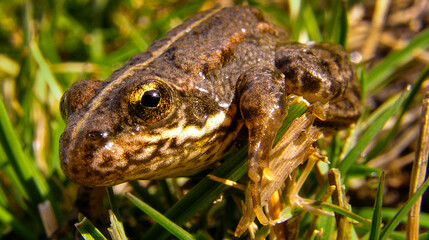 Perez's Frog, Iberian Waterfrog, Pelophylax perezei, Sierra de Guadarrama National Park, Segovia, Castilla y León, Spain, Europe