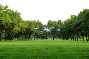 PNG Outdoors nature plant grass.