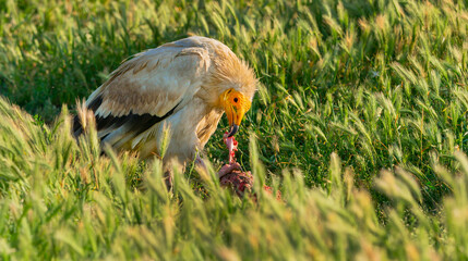 Egyptian Vulture, Neophron percnopterus, Agricultural Fields, Castilla y Leon, Spain, Europe