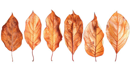 set of dry leaves, dead, dehydrated and discolored fallen leaves, common during fall season, transparent background or PNG file.