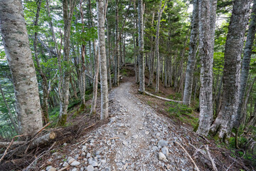 The trail from Mt. Senjogadake to Kitazawa Pass