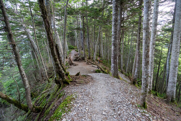 The trail from Mt. Senjogadake to Kitazawa Pass