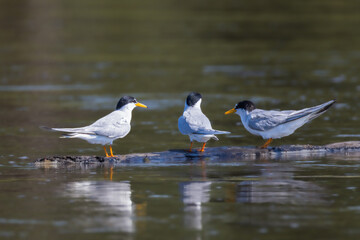 Fototapeta premium Little Tern resting on a tree branch drifting on the Loire River
