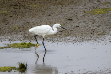 Little Egret on the edge of the Atlantic Ocean