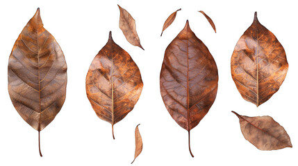 Obraz premium set of dry leaves, dead, dehydrated and discolored fallen leaves, common during fall season, transparent background or PNG file.