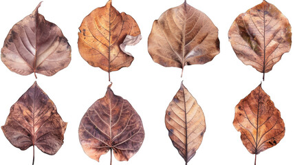 Obraz premium set of dry leaves, dead, dehydrated and discolored fallen leaves, common during fall season, transparent background or PNG file.