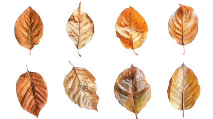 set of dry leaves, dead, dehydrated and discolored fallen leaves, common during fall season, transparent background or PNG file.