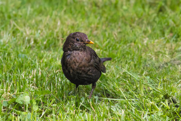 Common Blackbird on a lawn