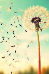 Obraz premium Delicate dandelion seed close up with blurred seeds in soft blue sky, focusing on intricate texture