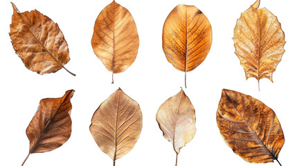 Obraz premium set of dry leaves, dead, dehydrated and discolored fallen leaves, common during fall season, transparent background or PNG file.