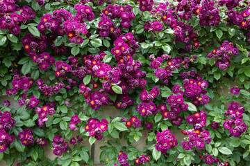 Beautiful purple-red rose flowers blooming in a garden in Nagano.