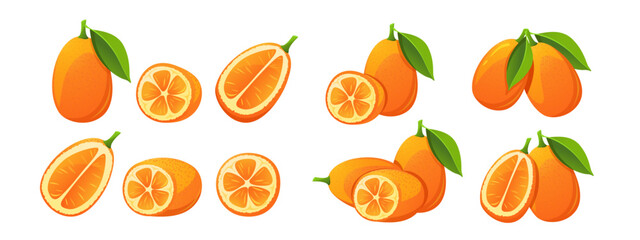 Kumquat. Collection of whole kumquat fruits, cut in half, slices. Vector illustration.