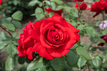 Close-up of beautiful red rose flowers blooming in a garden in Nagano.