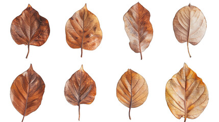 Obraz premium set of dry leaves, dead, dehydrated and discolored fallen leaves, common during fall season, transparent background or PNG file.