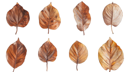 set of dry leaves, dead, dehydrated and discolored fallen leaves, common during fall season, transparent background or PNG file.