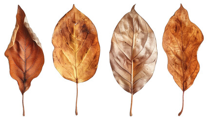 Obraz premium set of dry leaves, dead, dehydrated and discolored fallen leaves, common during fall season, transparent background or PNG file.