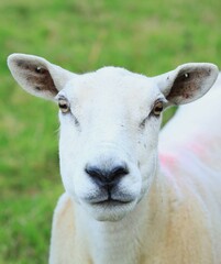 Sheep: Closeup of Suffolk breed ewe with shorn fleece in field on farmland in rural Ireland 