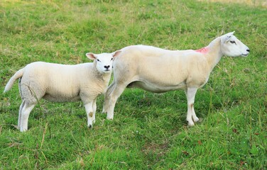 Sheep: Cheviot breed ewe and lamb standing in field.on farmland in rural Ireland in summertime