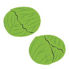 シンプルなキャベツのイラスト｜ベクター