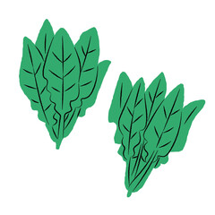 シンプルなほうれん草のイラスト｜ベクター
