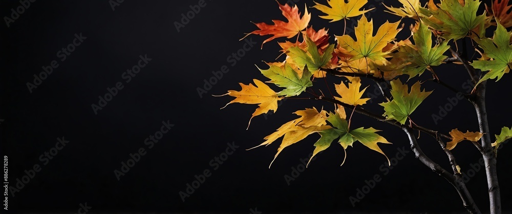 Poster branch of maple tree on plain black background for banner with copy space