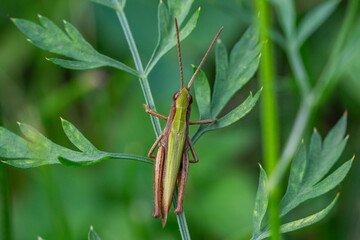 Close up of steppe grasshopper (Chorthippus dorsatus) sitting on a leaf in the meadow in summer
