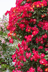 Beautiful red roses flowers blooming in a garden in Nagano.