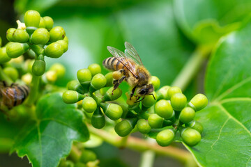 Close up of honey bee collecting nectar on blooming boston ivy flowers in summer