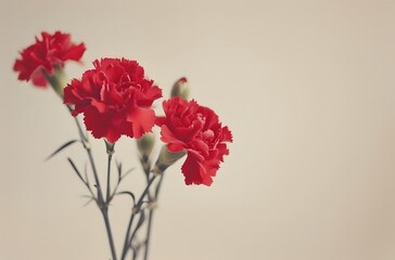 Obraz premium Red Carnations Bouquet Film Photography