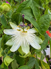 Passiflora edulis or passion fruit. Flowers of the Passion Fruit Tribe or Passifloraceae are...