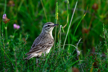 Brachpieper //  Tawny Pipit (Anthus campestris) 
