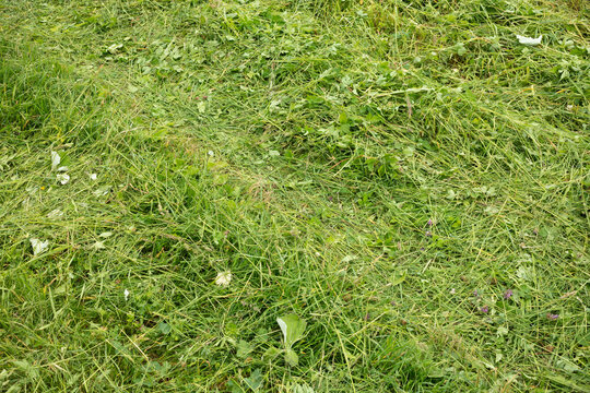 fresh cut grass, hay making