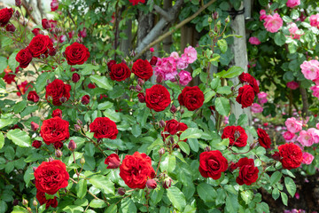 Beautiful red velvet rose flowers blooming in a garden in Nagano.