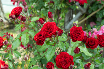 Beautiful red velvet rose flowers blooming in a garden in Nagano.