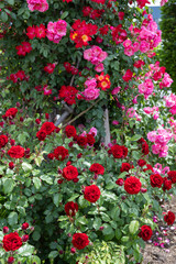 Beautiful red velvet rose flowers blooming in a garden in Nagano.