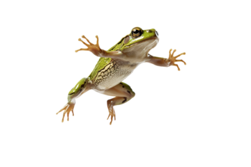 A Green Frog Leaps Through the Air, Mid-Jump With White Background on a White or Clear Surface PNG Transparent Background.