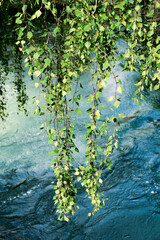 Birch branches hanging above the Laerdalselvi River from Laerdal in western Norway of June 2024.