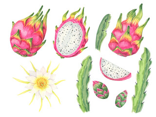 Dragon fruit fruits, slices, flower, buds and cactus leaves set. Pitahaya parts bundle. Watercolor pitaya clipart collection for use in tropical-themed designs, educational materials, or exotic fruit