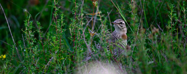 Brachpieper // Tawny Pipit (Anthus campestris) 