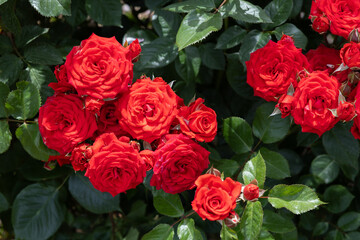 Beautiful vermilion roses blooming in a garden in Nagano.