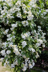 Beautiful white landscaping roses flower blooming in the garden in Nagano.