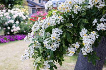 Beautiful white landscaping roses flower blooming in the garden in Nagano.