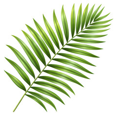 palm leaf isolated on a white background. Perfect for botanical, tropical, and nature-themed designs.