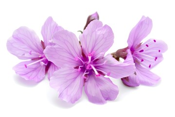Fototapeta premium Close-up of three delicate purple flowers with intricate veins on white background.
