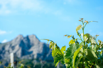 Young vineyard in spring